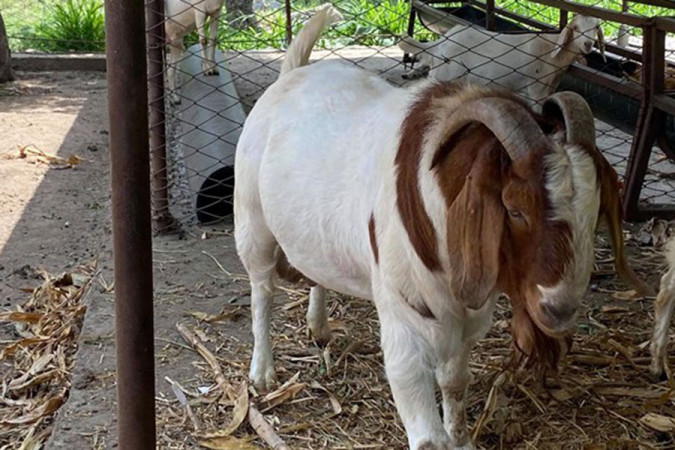 चाँंगुनारायणको फैढोकामा गोठबाट बोका काटेर चोरी 