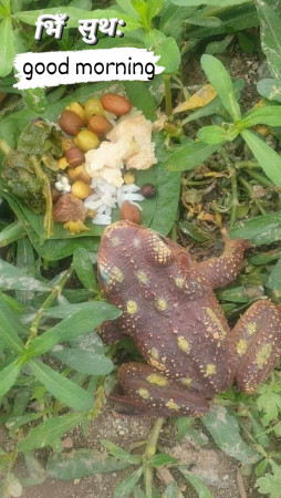 भक्तपुरका भ्यागुताहरुलाई खुवाइयो भोज 