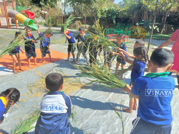 विनायकका विद्यार्थीहरु धान काटन जुटे