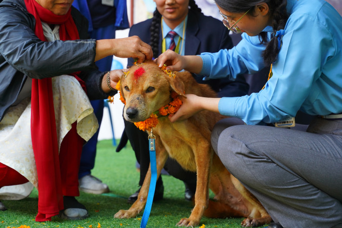 एभरेस्ट स्कुलका विद्यार्थीले गरे कुकुर तिहार