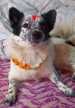 तिहार विशेष ः किन गरिन्छ कुकुरको पूजा ?