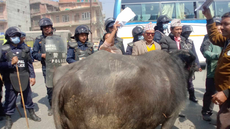 जव भक्तपुरका सडकमा भैँंसी भेटिए .....(तस्वीरहरुसहित) 
