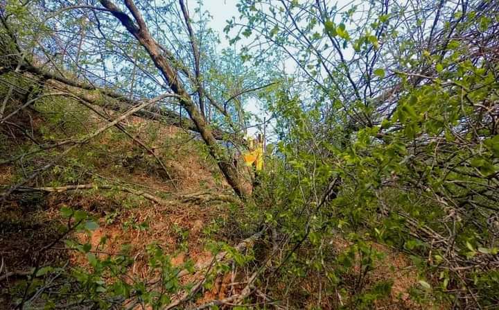 जसले तीन करोडमा बिक्री गर्न बैना गरिएको बोधिचित्तको रुख काटे 