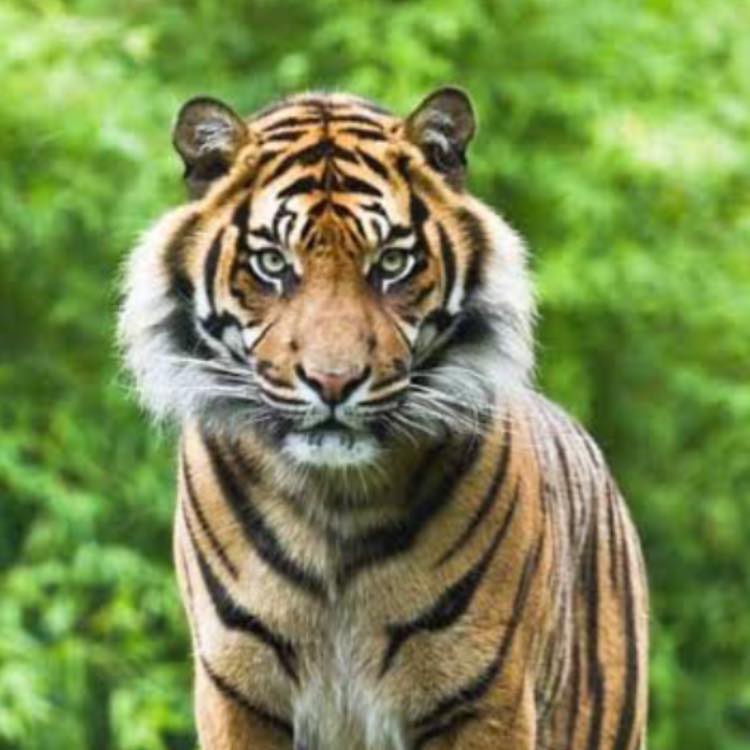 चाँगुमा बाघको आक्रमणबाट बालिका घाइते