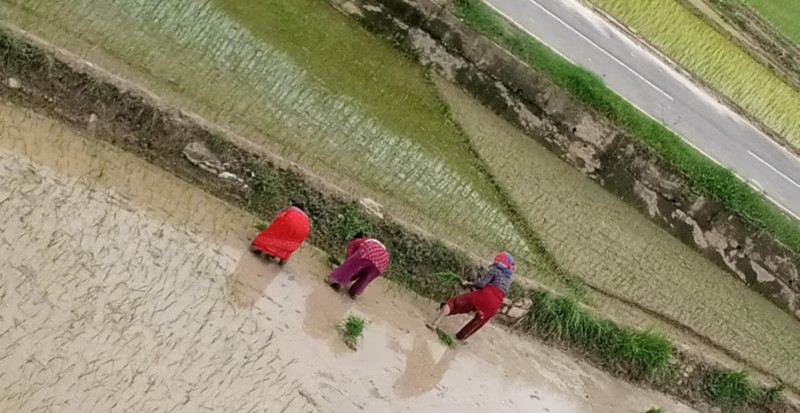 आज असार १५ अर्थात् धान दिवस