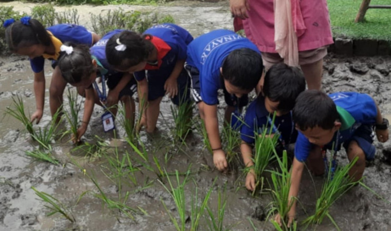 विनायकमा धान रोपाई कार्यक्रम 