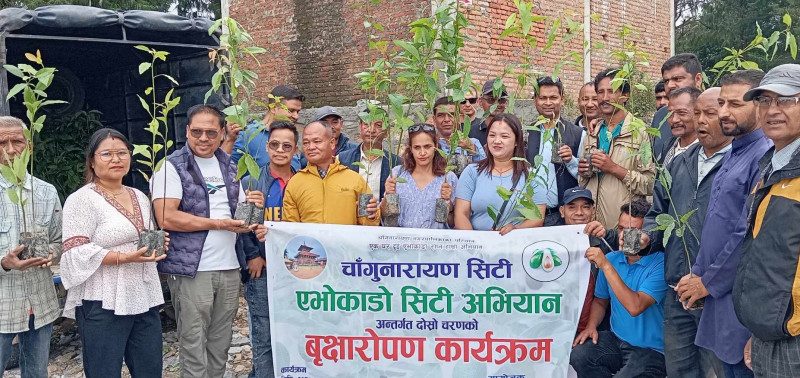 चाँगुनारायण-७ मझुवामा एभोकाडोको बिरुवा वितरण 