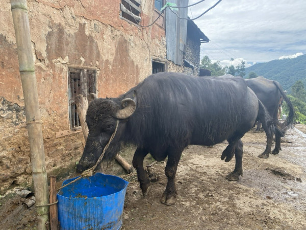 यी छानिए २०८१ सालका लागि खम्ये ः २१ गते मन्दिर भित्राइने 