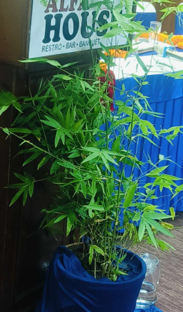"बाँस एक : फाइदा अनेक" विषयक अन्तरसंवाद