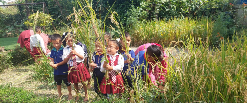 धान बाली भित्र्याउँदै विनायकका विद्यार्थीहरू